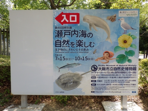 大阪市立自然史博物館2017年7月中旬1　特別展　瀬戸内海の自然を楽しむ
