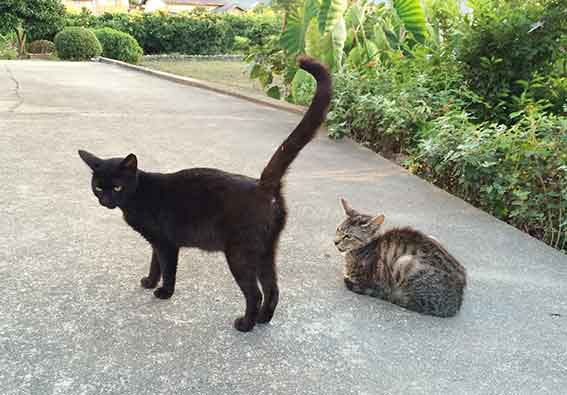 我が家のニャンコ♪2015/8/29-3
