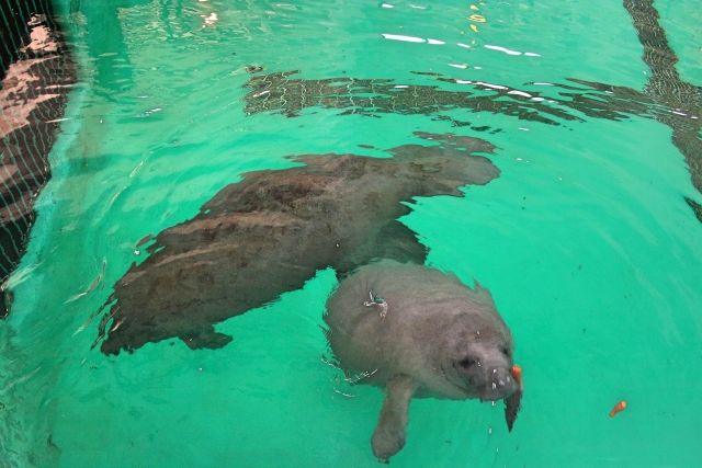 ジュゴンが人魚の元になったなんて信じないね 私設見逃してもいい動物園 楽天ブログ