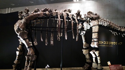 オピストコエリカウディア