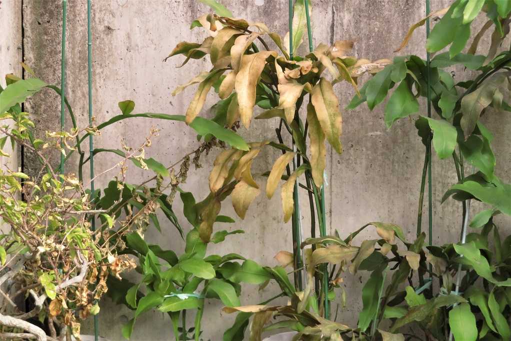 庭の花 月下美人とマツバボタンが１月９日の最強寒波で枯れた 大分金太郎の花鳥蝶月 楽天ブログ