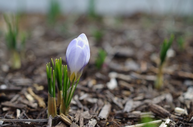 s_IMGP4124.JPG