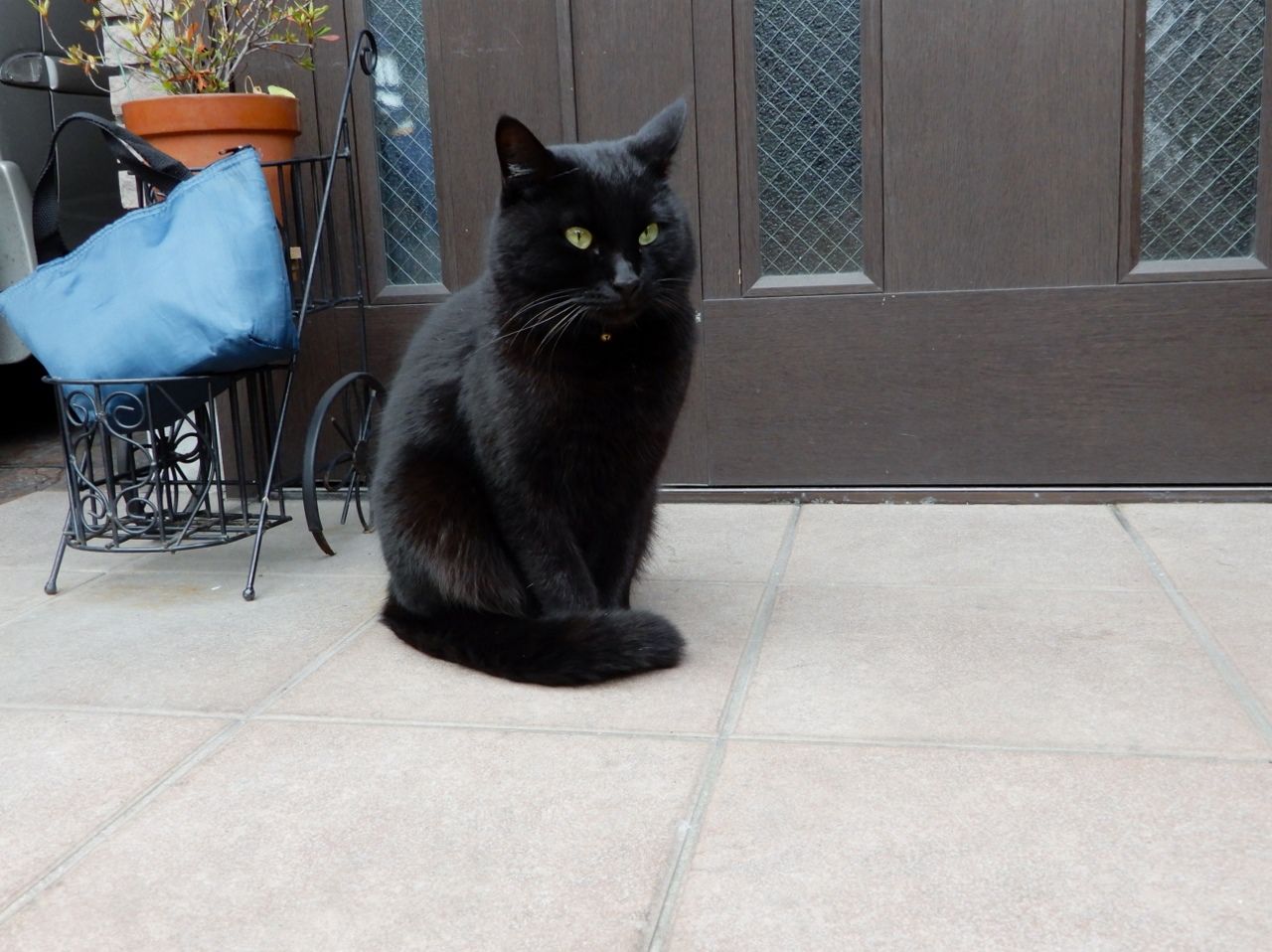 シャム猫3匹揃い踏み!?の巻 | 人さまのネコ - 楽天ブログ シャム猫3匹揃い踏み!?の巻 | 人さまのネコ - 楽天ブログ