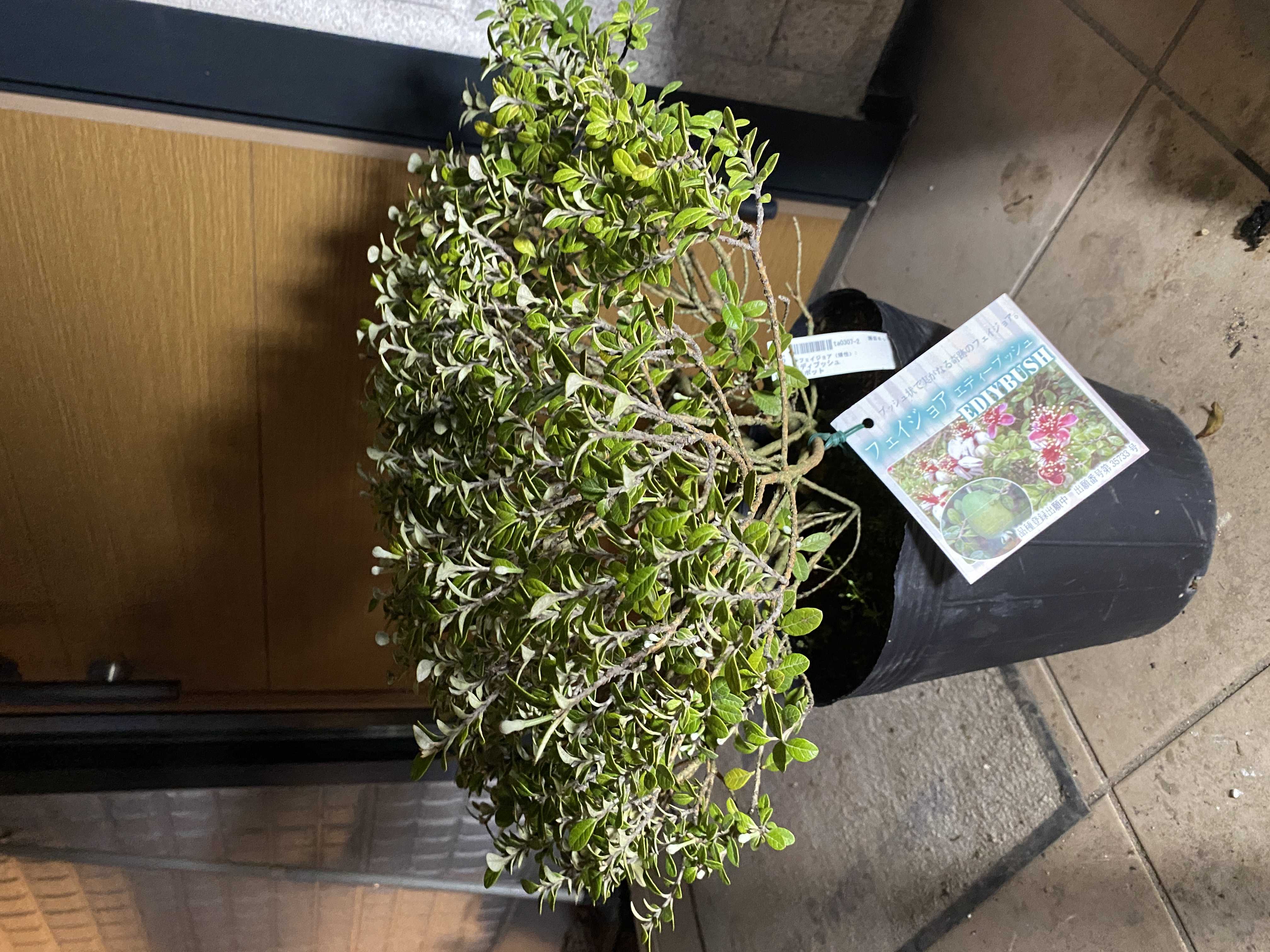 フェイジョアの花が咲いた！と新しいフェイジョア（エディ