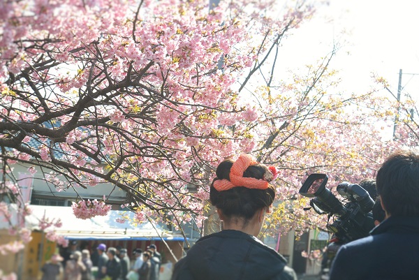 河津桜