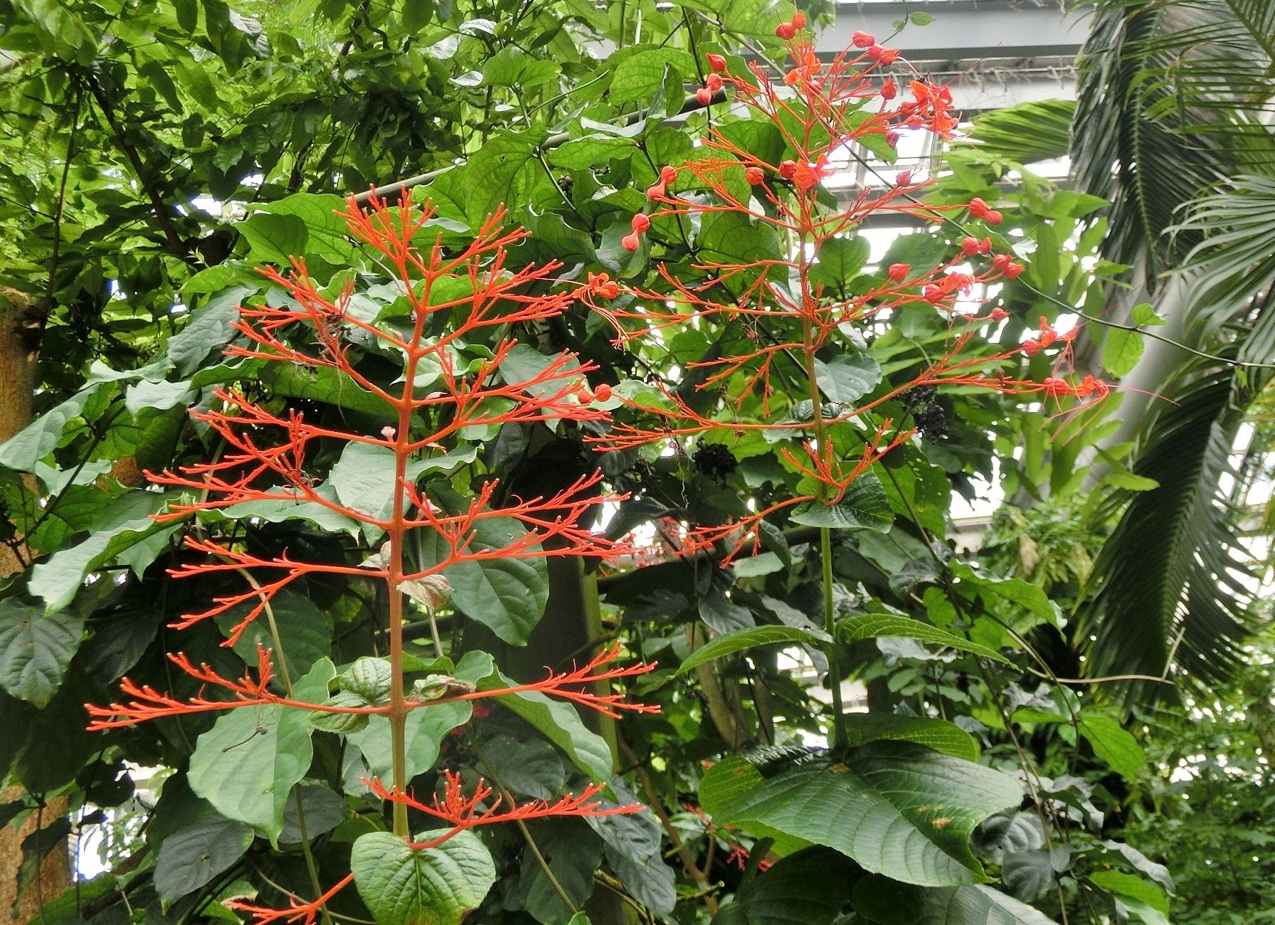 京都府立植物園で見た花 ムサ ウェルティナ他 だい のひとりごと 楽天ブログ