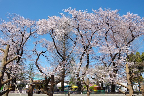 井の頭自然文化園