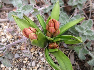 IMG_6270ss.jpg