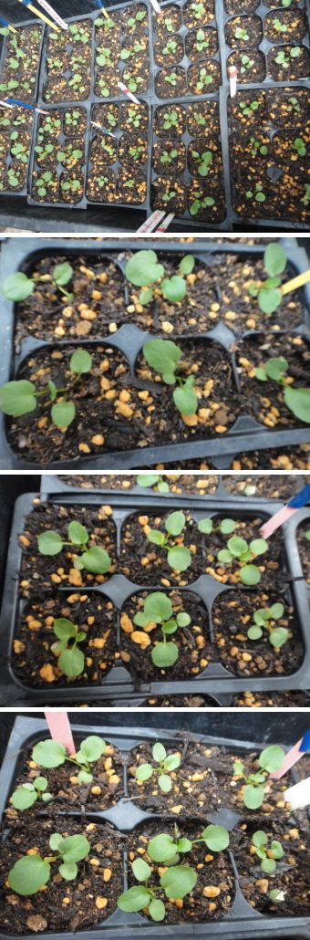 ７月2日種まきのビオラの様子