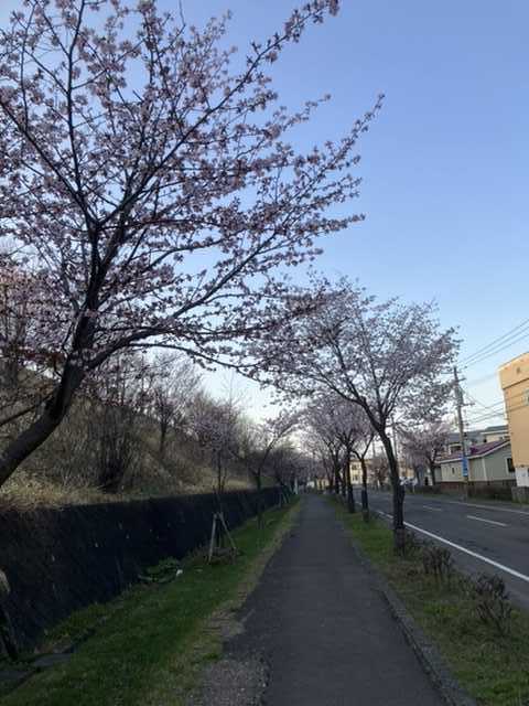 姥桜と老桜の違い Danmama日記 楽天ブログ