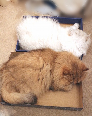 猫ら