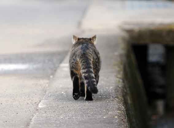 我が家のニャンコ♪2013/10/25-1