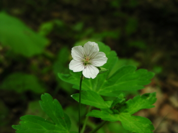 07-31nonohana (3).JPG