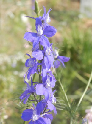 花　6.2　2014　