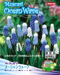 ムスカリ タグ.jpg
