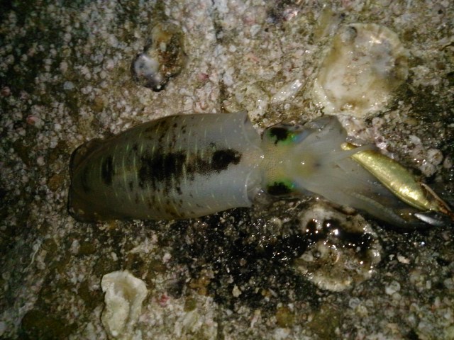 DSC_0126.jpg