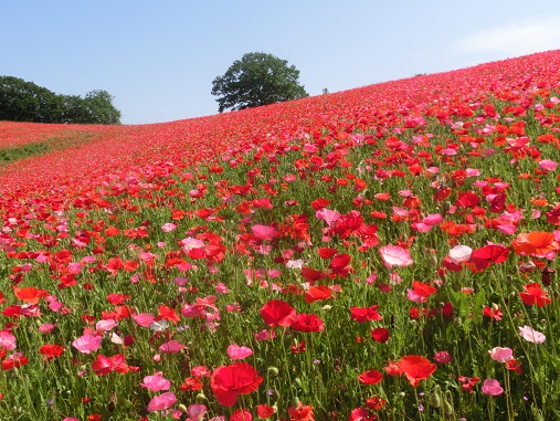 天空のポピー
