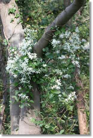 センニンソウ-4 13.9.11