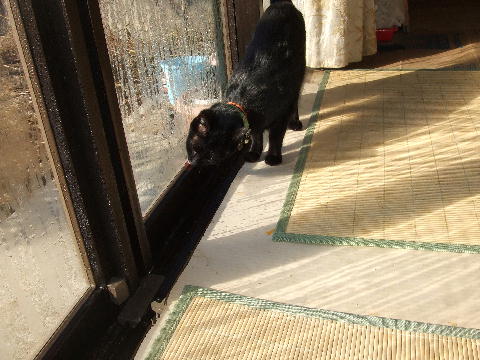 猫8.JPG