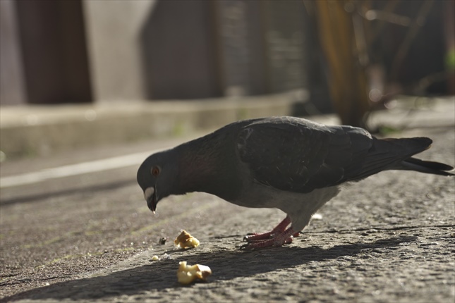 2.DSC03835_R - コピー.jpg