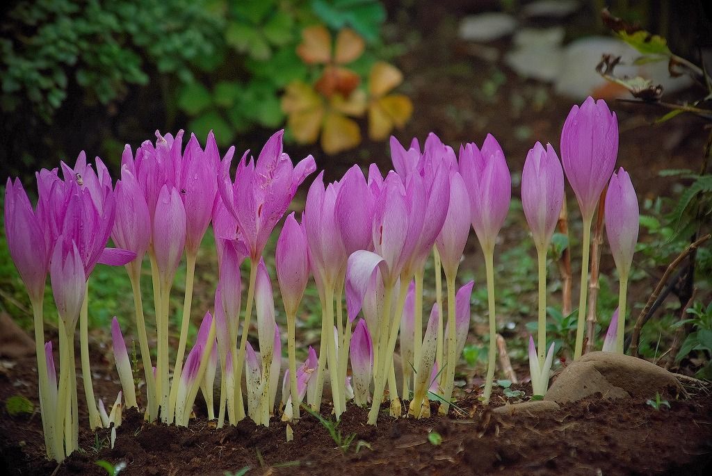 コルチカム 咲き揃う 花と自然に癒されて 楽天ブログ