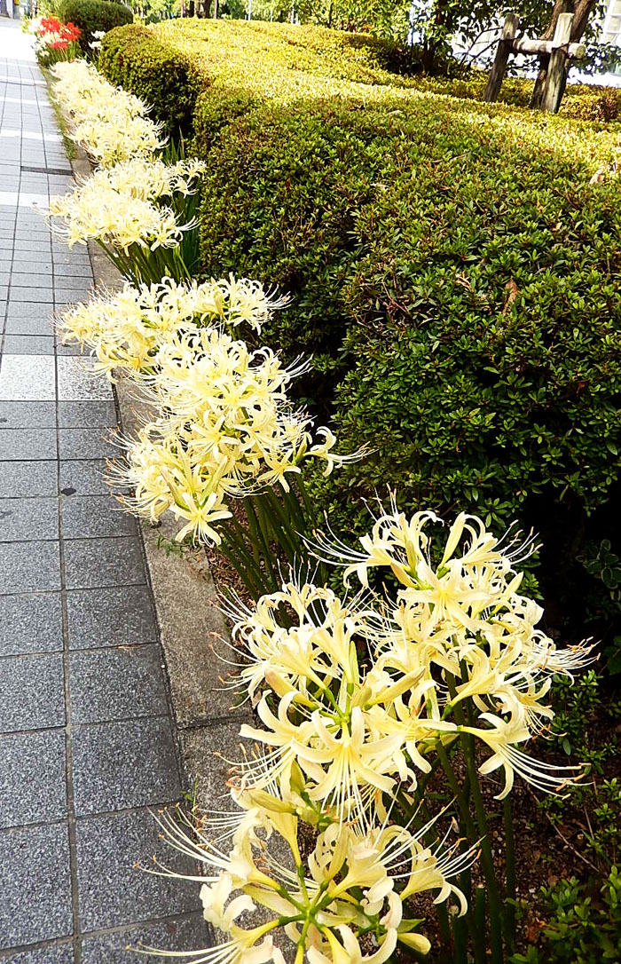 彼岸花６