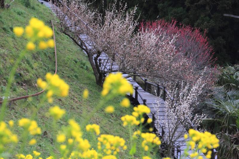 広橋梅林_004.jpg