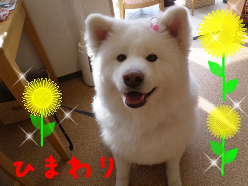 ひまわり.JPG