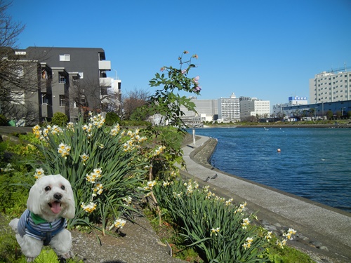 しながわ花海道