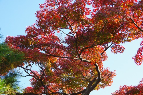 浜離宮恩賜庭園