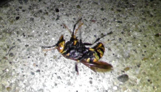 ゴキブリ用殺虫剤で駆除されたアシナガバチ
