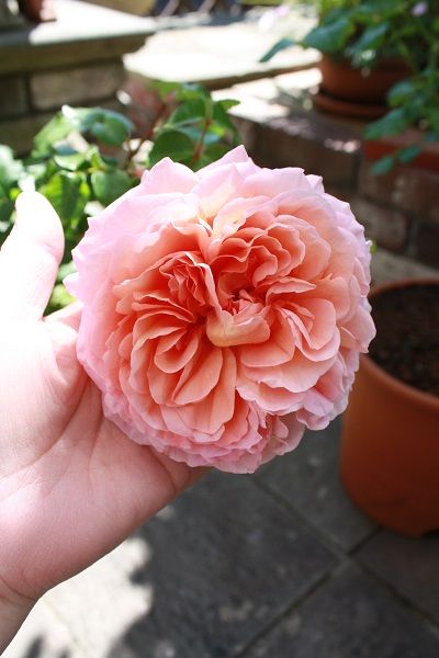 ガーデニング エブリンローズの咲く庭で 楽天ブログ