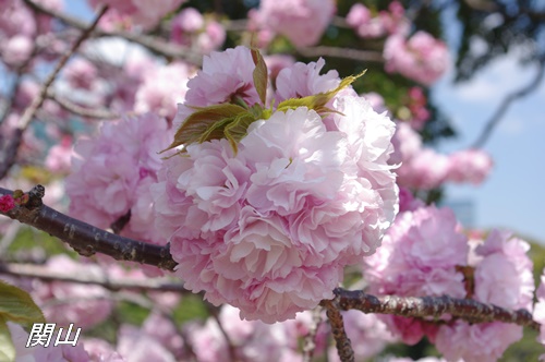 浜離宮恩賜庭園の八重桜