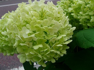 紫陽花黄色.jpg