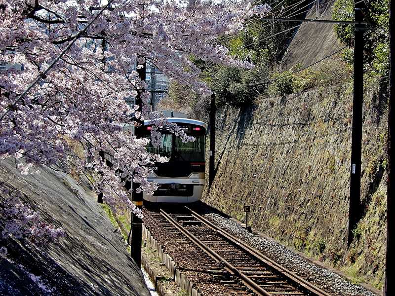 沿線の桜2