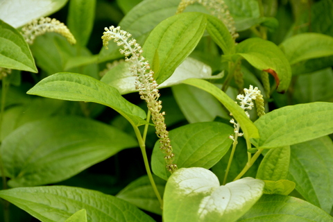 立ち上がった花穂-2