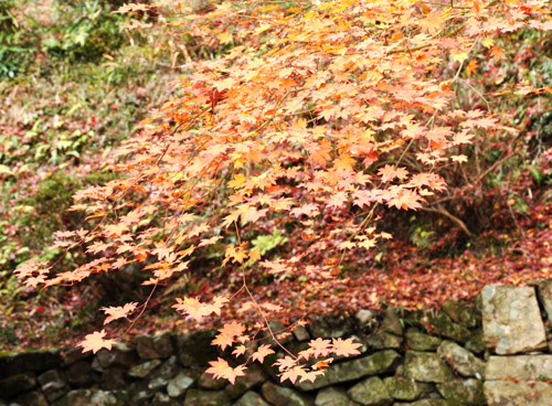 紅葉１