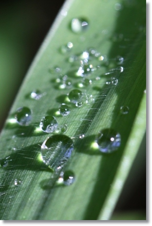 自宅の庭-7 水滴-7 14.5.27