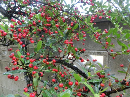 ピラカンサに似た実