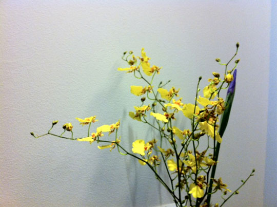 flower20120501.jpg