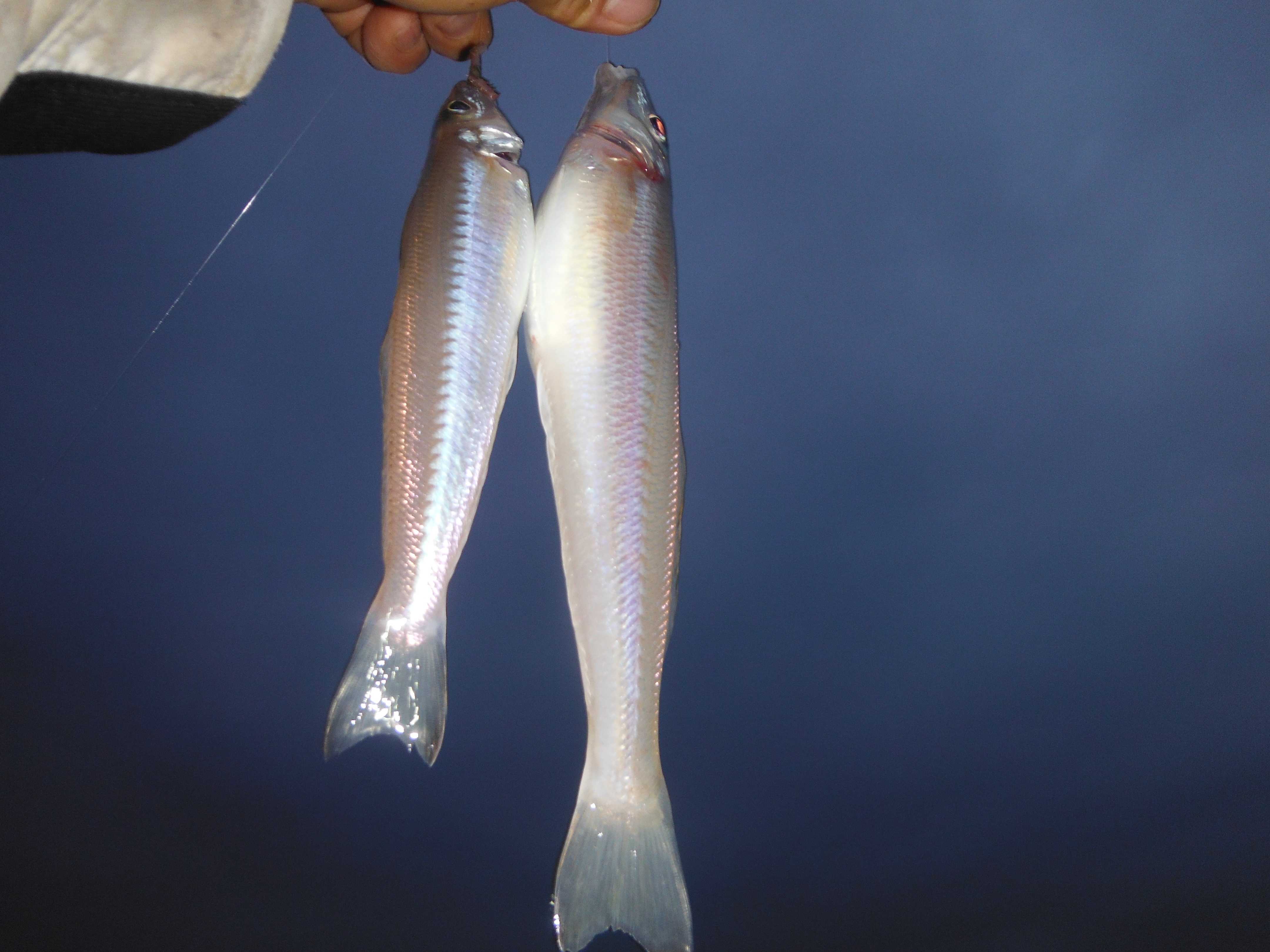 ７ ３ 川キスの夜釣りほか 釣りキチsankonの釣り日誌 楽天ブログ