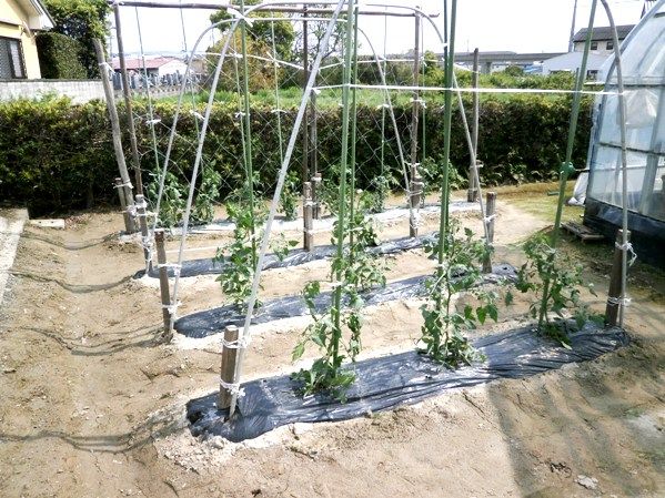 家庭菜園の夏野菜 熟年男の新規就農 ブログ 楽天ブログ