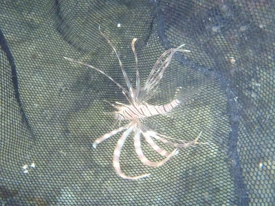 沖縄磯採集2012年8月下旬37　ハナミノカサゴ（Pterois volitans）