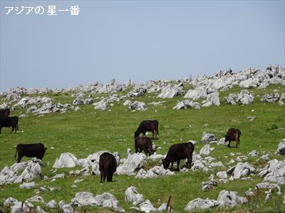 20160503 1四国カルスト7