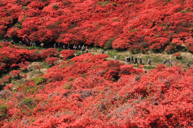 葛城山のツツジ_005.jpg
