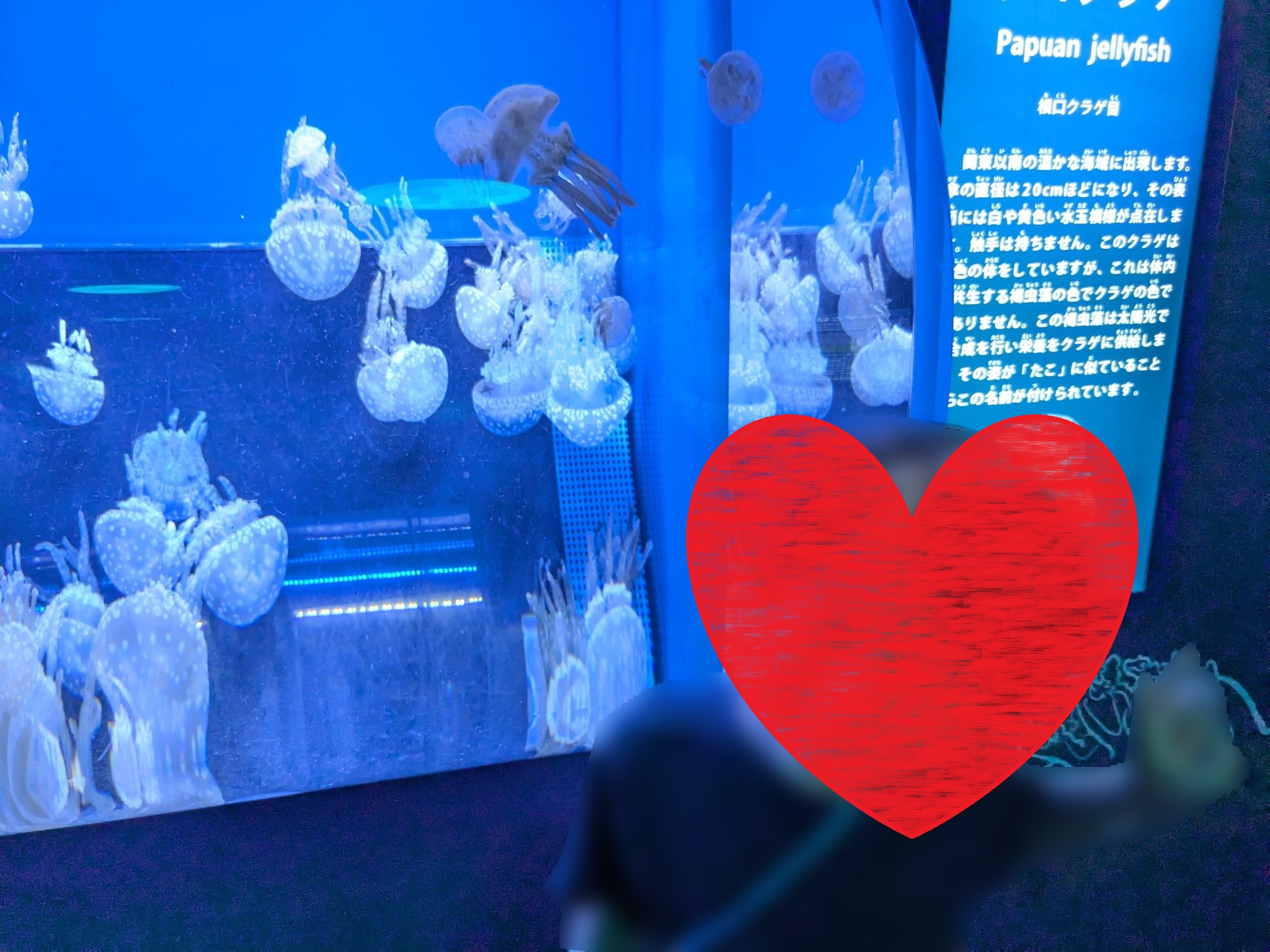 夏休みのしながわ水族館　観察中