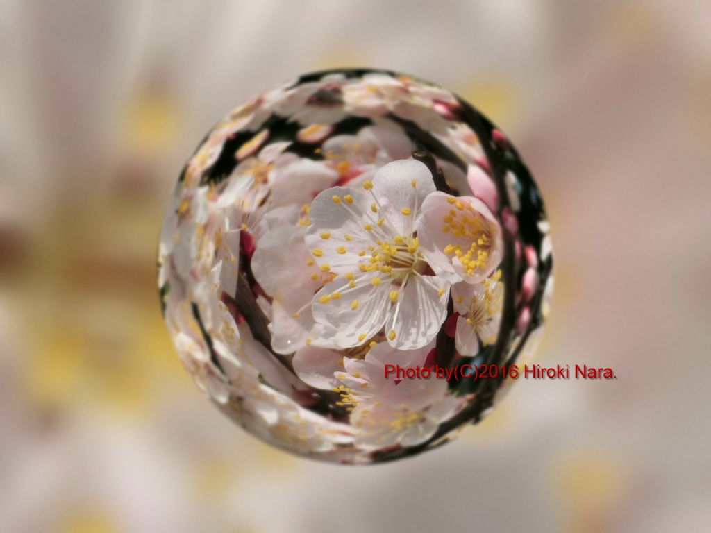 光景　sight0514　梅　ウメ　Japanese　apricot 春　spring　宙玉