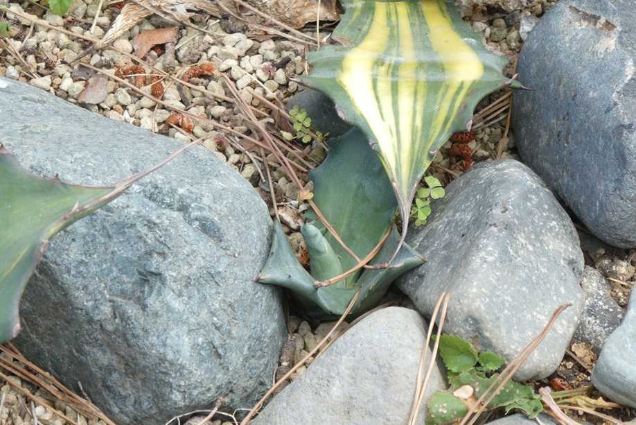 地植えアガベの様子～フェロックス”縞斑” | 小平太1098のブログ - 楽天