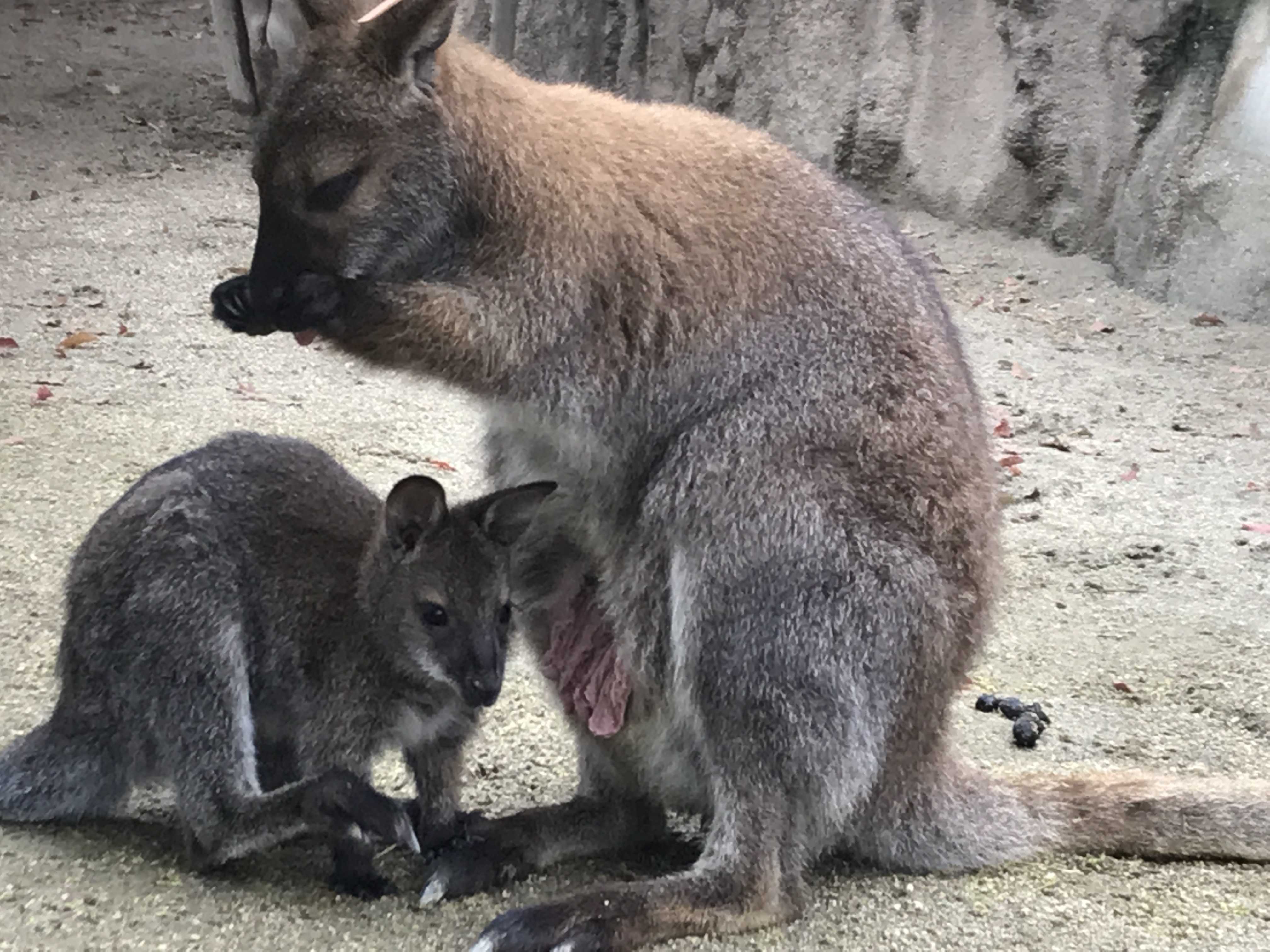 ベネットアカクビワラビーの赤ちゃん 今日は誰と会えるかな だいたい東山動植物園 楽天ブログ