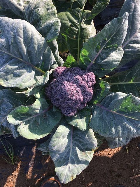 紫カリフラワー初収穫とブロッコリーの収穫 Futtutyの菜園ブログ 楽天ブログ